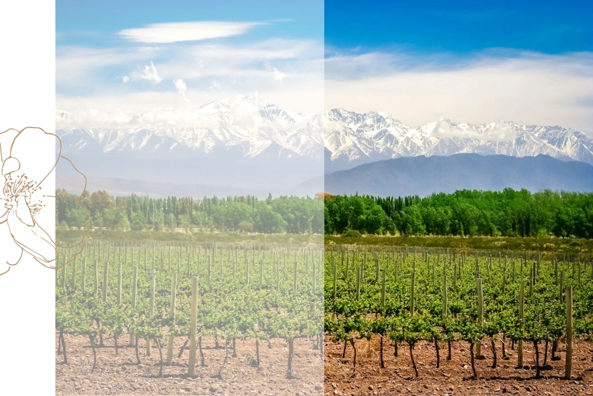 Repatriacion-De-Restos-Humanos-Cordillera-De-Los-Andes-Casa-Cordoba